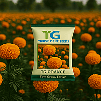 Hybrid Marigold TG-Orange