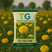 Hybrid Marigold TG-Yellow